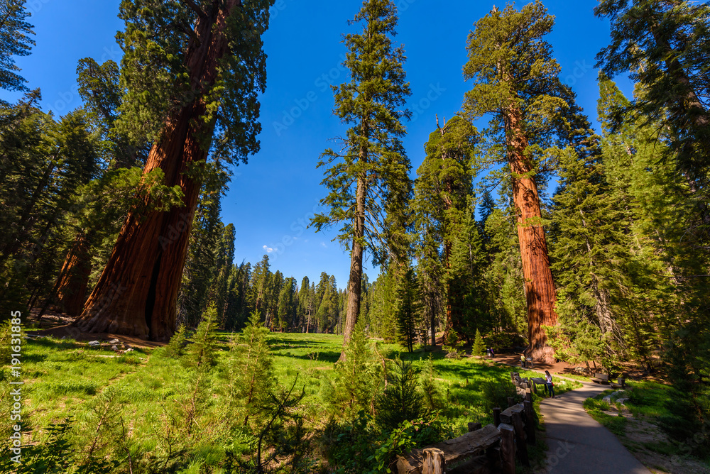 Obraz premium People walking on the Big Trees Trail in Sequoia National Park where are the biggest trees of the world, California. USA.
