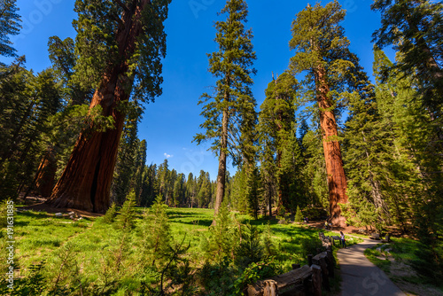 People walking on the Big Trees Trail in Sequoia National Park where are the biggest trees of the world, California. USA.