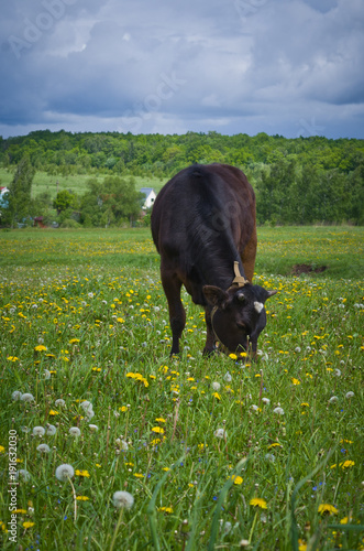 Young Cow on a Leash Grazing in the Meadow.