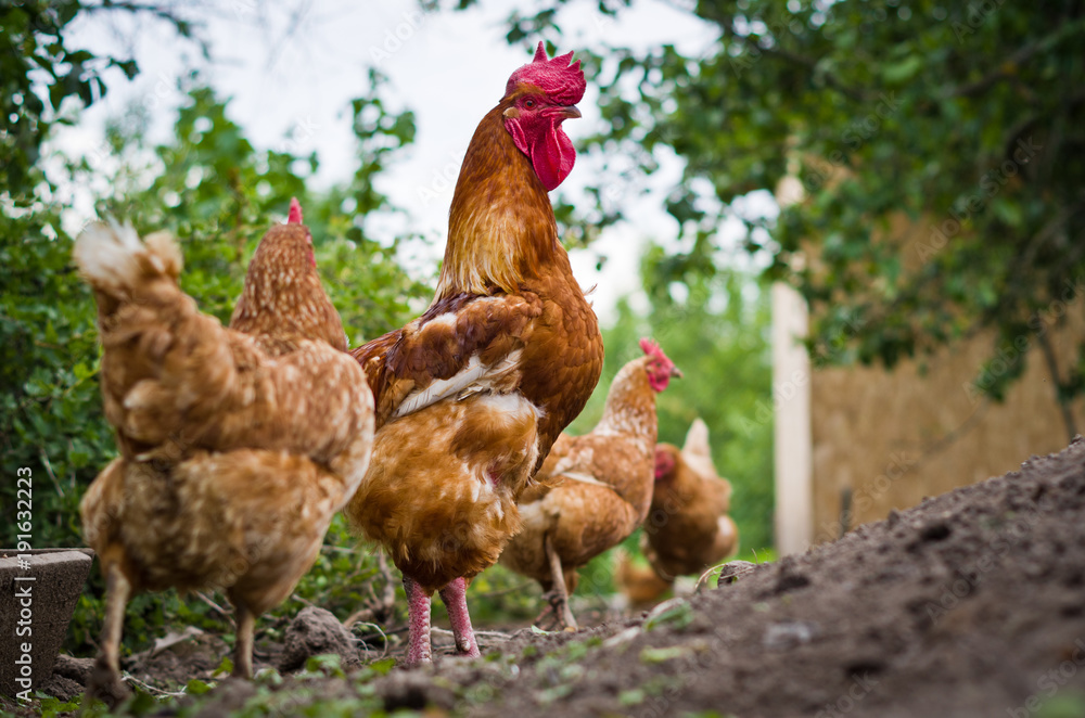 Fototapeta premium Domesticated fowl (Gallus gallus domesticus)