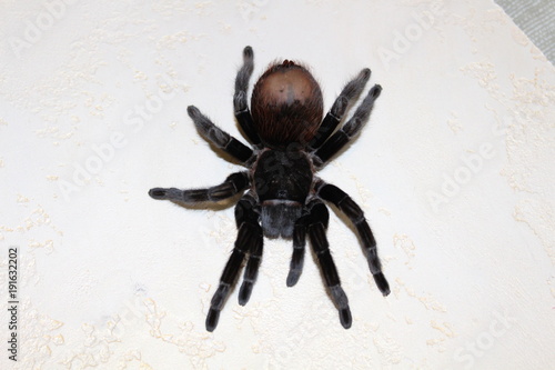 Spider tarantula Brachypelma albopilosum photo