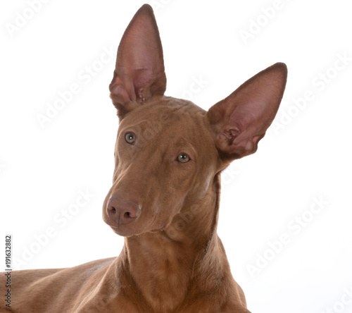 male pharoah hound portrait