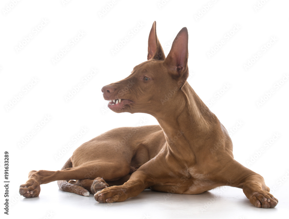 male pharoah hound male pharoah hound