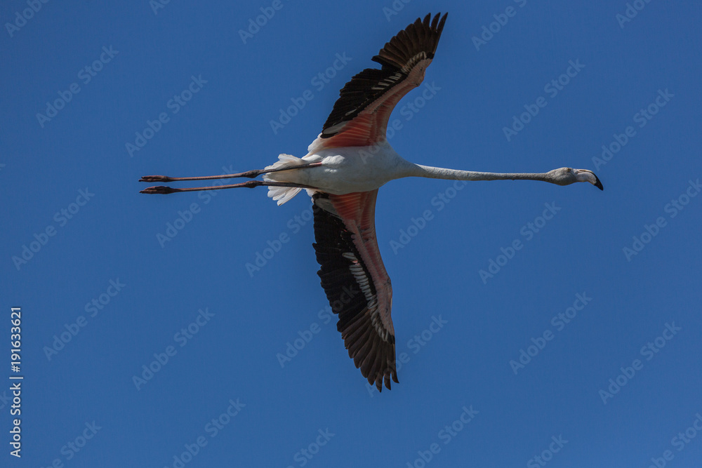 Fototapeta premium ENVOL DE FLAMANTS ROSES