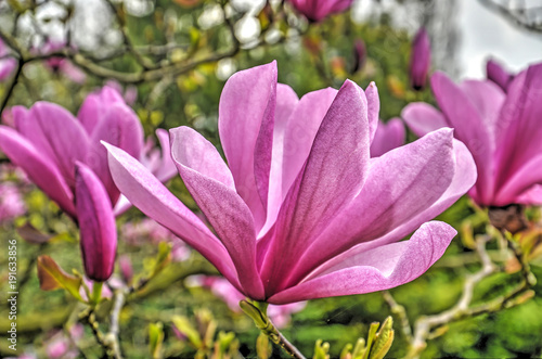 Several purple flowers of a magnolia tree against a green background in springtime