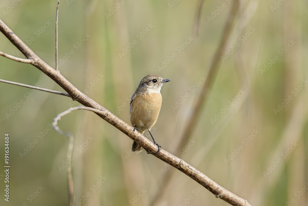 Cute little female Siberian stonechat or Asian stonechat perching on tree branch , Thailand Cute little female Siberian stonechat or Asian stonechat perching on tree branch , Thailand