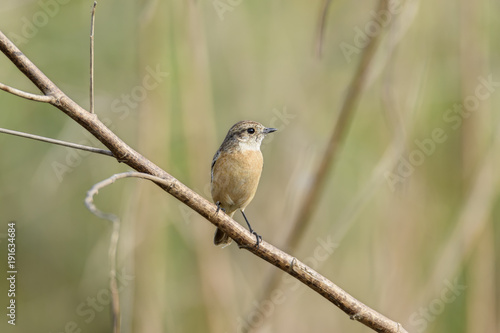 Cute little female Siberian stonechat or Asian stonechat perching on tree branch , Thailand