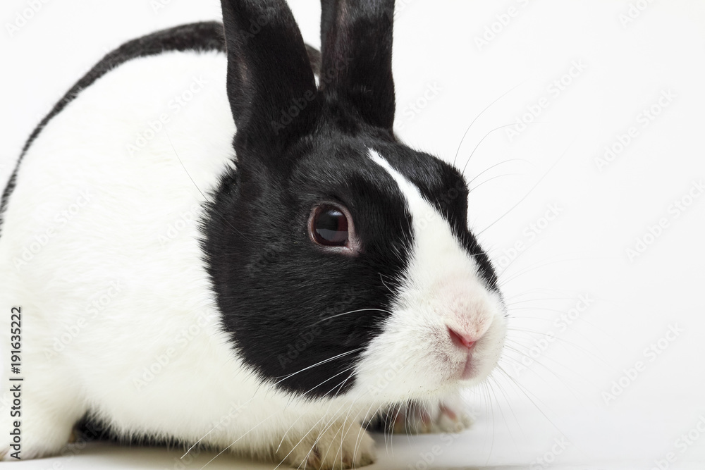Male dutch rabbit isolated on a white background Male dutch rabbit isolated on a white background