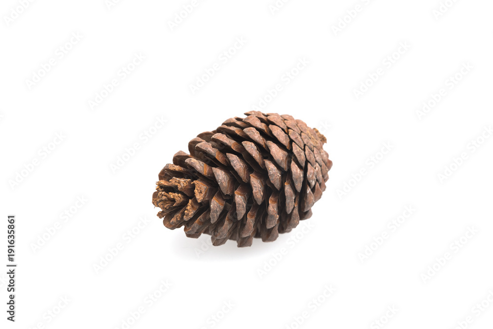 Pine cones isolated on white background Pine cones isolated on white background