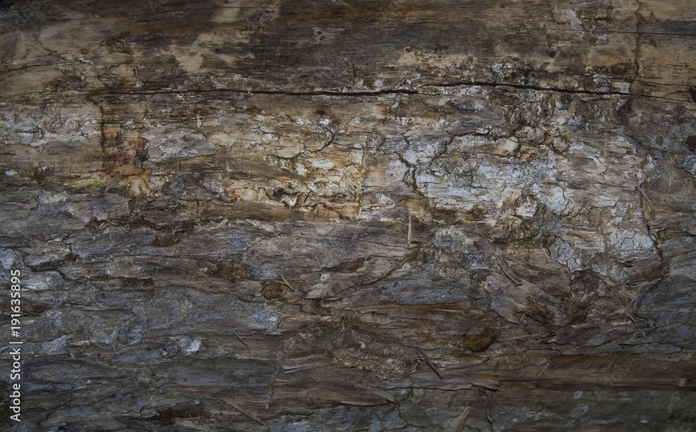 Naklejka premium tree bark as a background in nature