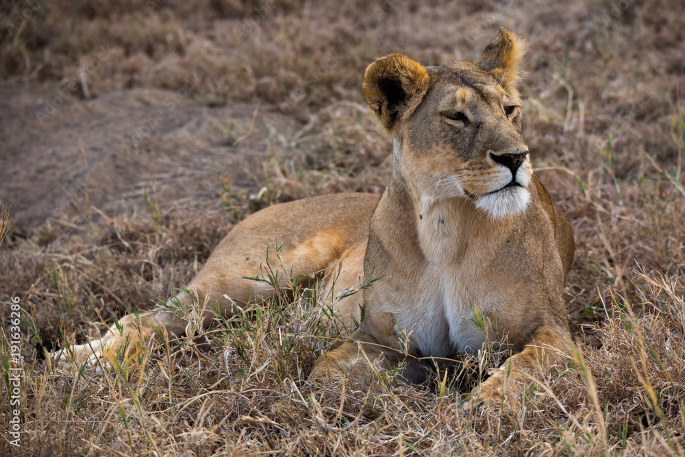 Löwe (Panthera leo) Löwe (Panthera leo)