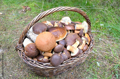 wicker basket of edible mushrooms 