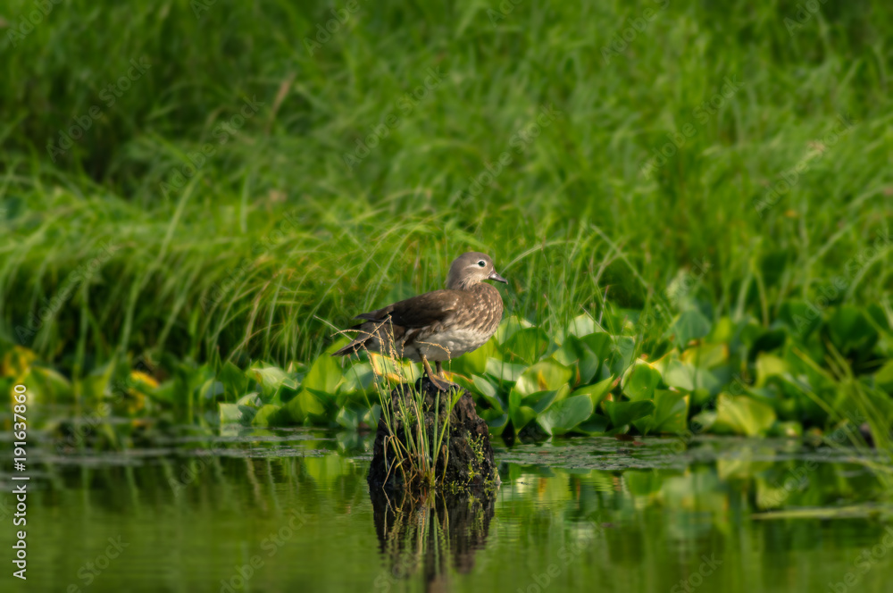Obraz premium Duck on the hummocks.