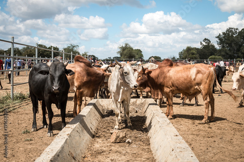 Cattle Lineup, Amudat Livestock Market, Uganda photo
