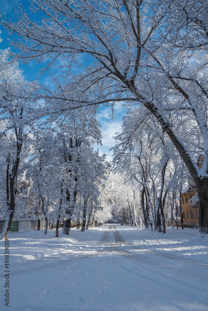 Road and trees in the city covered with snow on sunny winter day Road and trees in the city covered with snow on sunny winter day