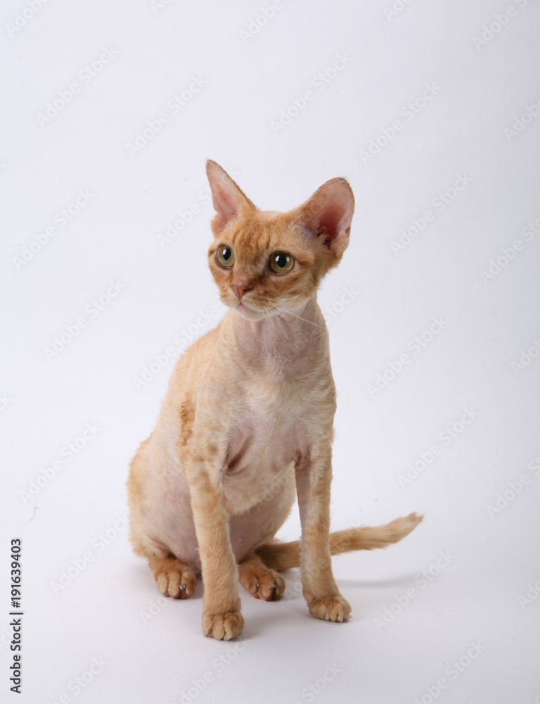 cat breed red little wool eyes big gait graceful predatory look pet different pose white background isolated