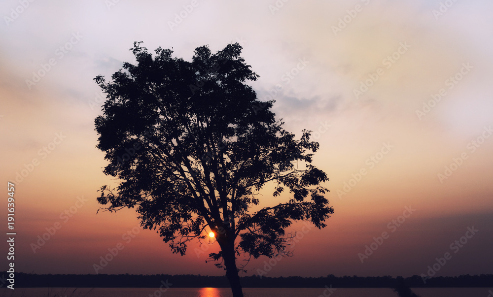 Silhouette tree in evening time before sunset.