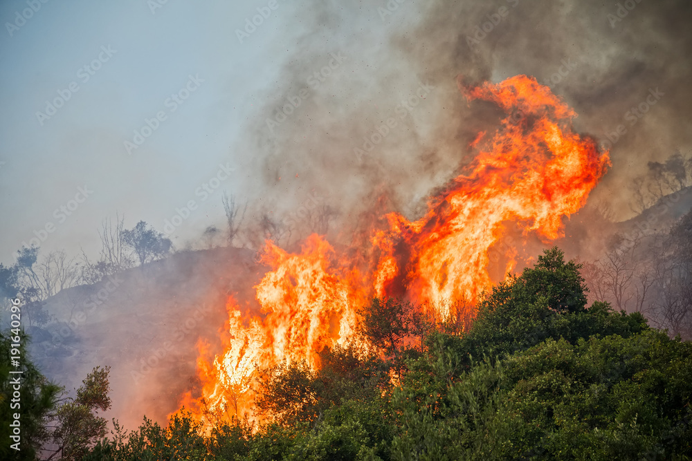fire in a pine forest in Kassandra, Chalkidiki, Greece