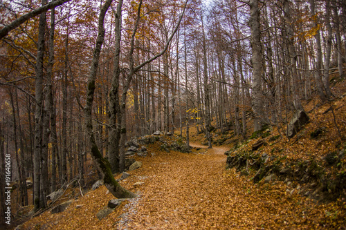 Autumn forest in Ordesa and Monte Perdido National Park, Spain