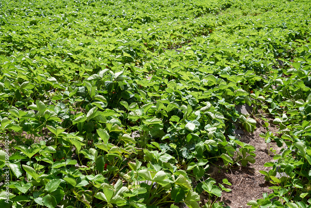 Strawberry plant. Strawberry bush with green leaves growing in the garden, copy space. Organic strawberries. Natural background. Agriculture, healthy food concept. Agriculture farm