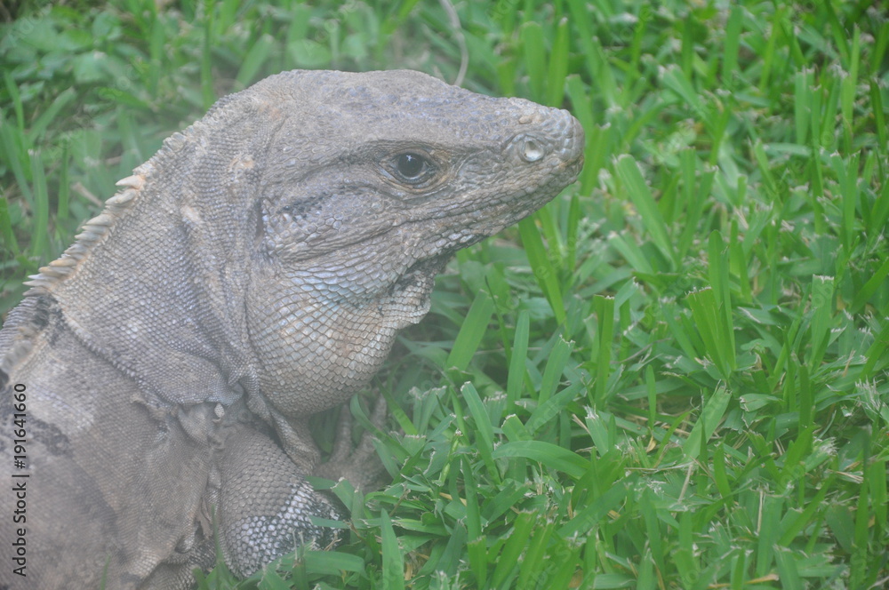 Fototapeta premium An iguana in a grass...