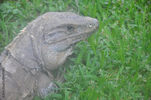 An iguana in a grass...