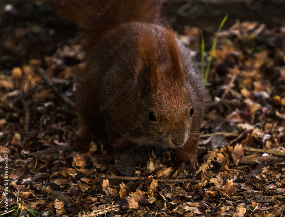Red Squirrel in Winter Red Squirrel in Winter
