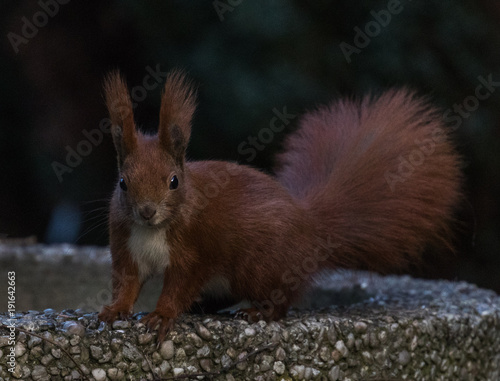 Red Squirrel in Winter © David