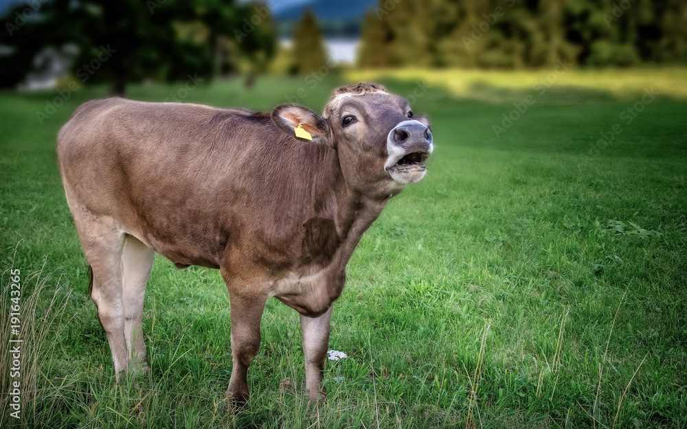 Male brown cattle in a Bavarian Alpine meadow