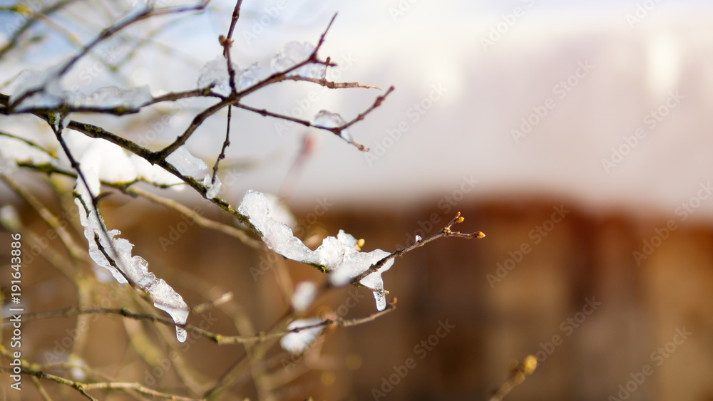 Fototapeta premium The first day of spring. The snow melts and see the buds on the trees