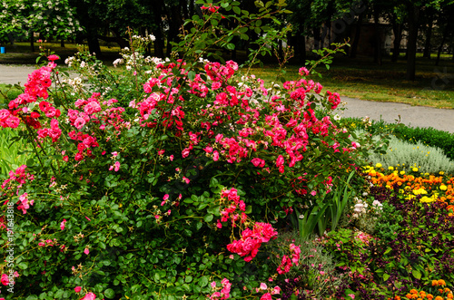 Fototapeta Naklejka Na Ścianę i Meble -  Rose bush on flowerbed in the park