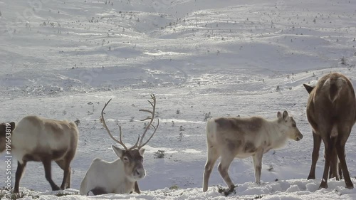 reindeer, Rangifer tarandus, grazing, foraging in the snow on a windy cold winters day on a hill in the cairngorms national park, scotland.