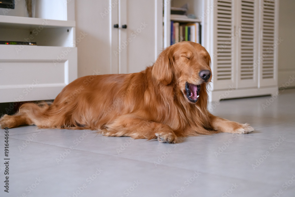 Golden Retriever to lie on the ground