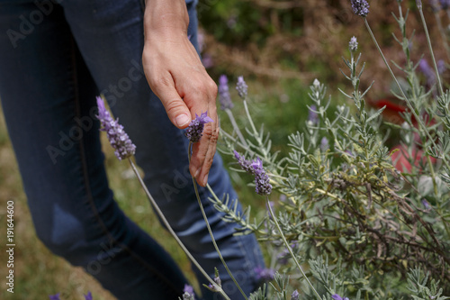 Mano de mujer tocando una planat de lavanda photo