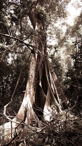 Borneo Sabah Nature
