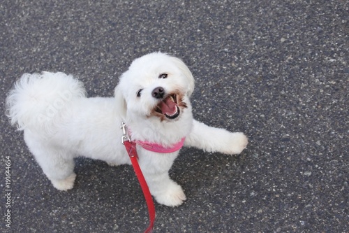 dog