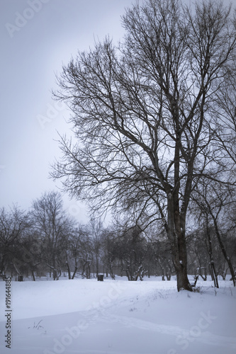 winter landscape in Russia is a walk in the snowy Park