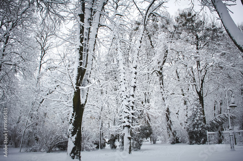Snowy trees