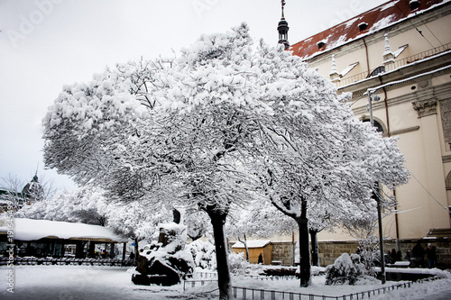A beautiful snowy tree