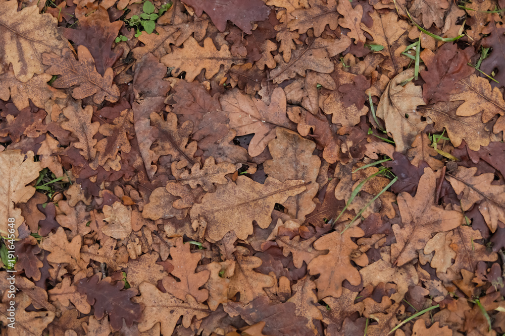the background of oak leaves on the ground texture the background of oak leaves on the ground texture