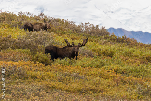 Bull and Cow Alaska Moose in Denali National Park