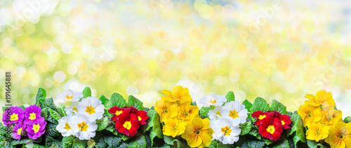 Fotografi primeln ranke hintergrund bokeh