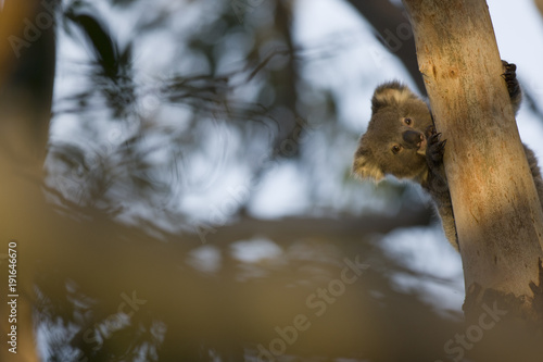 Photography koala (Phascolarctos cinereus)