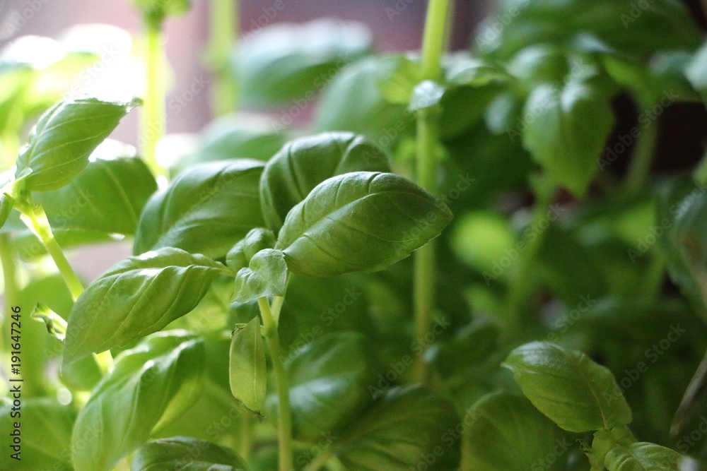 fresh basilicum close up fresh basilicum close up
