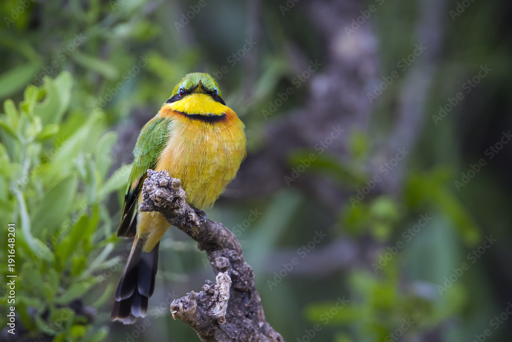 Little Bee eater in Mapungubwe National park, South Africa Little Bee eater in Mapungubwe National park, South Africa