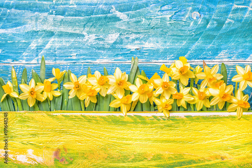 Fototapeta Naklejka Na Ścianę i Meble -  narzissen hintergrund