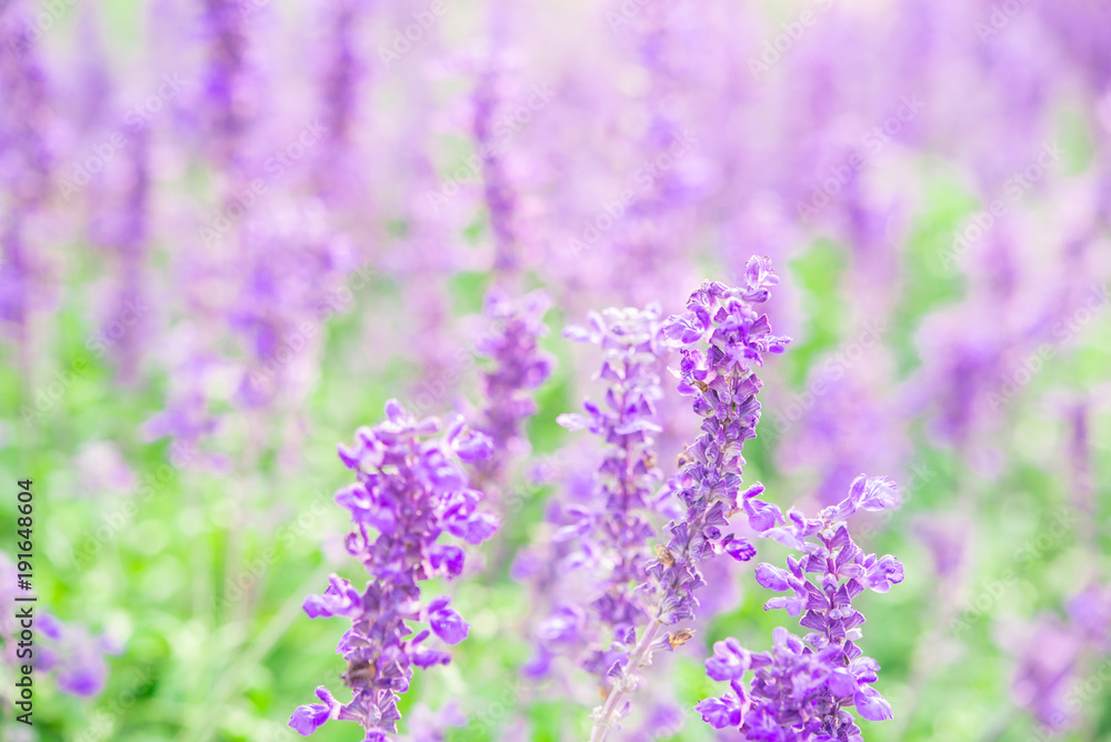 Obraz premium Lavender plants close up, blooming summer season. Garden plants. Purple. Depth of field