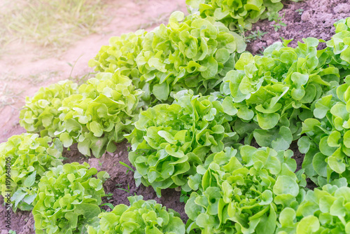 Salad leaf. Lettuce salad plant, hydroponic vegetable leaves.Lettuce farm