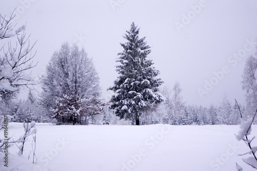 Winter snowy mountains and trees. © dadalia