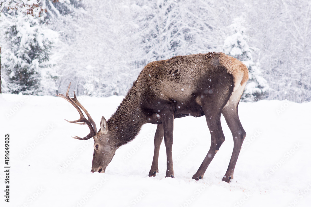 Winter snowy deer and trees. Winter snowy deer and trees.